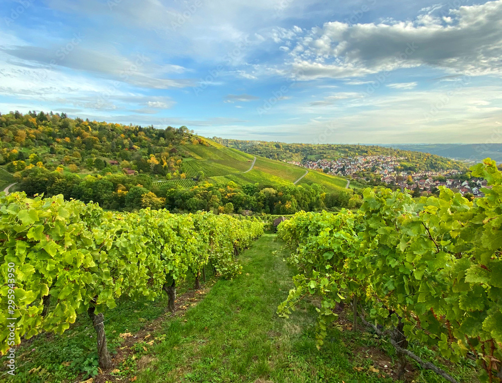 Autumn landscape vineyard countryside blue sky