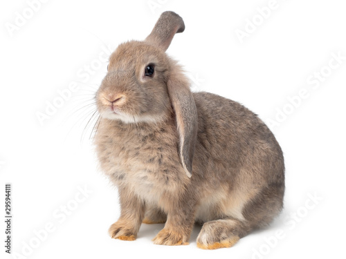 Gray cute young rabbit isolated on white background. Lovely young gray rabbit sitting.