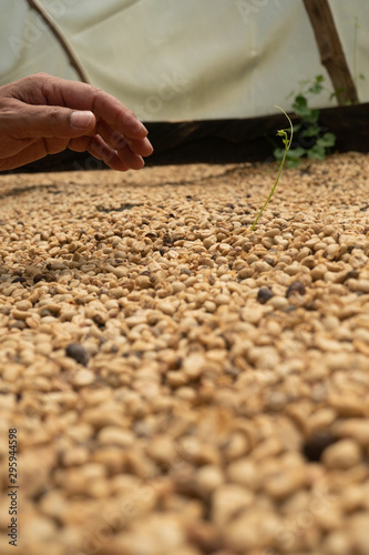 Colombian coffee beans being prepared