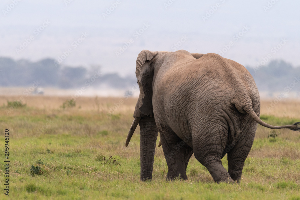 Obraz premium Elephants Kenya