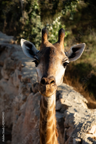 A Portrait of a Giraffe © Moshe Einhorn