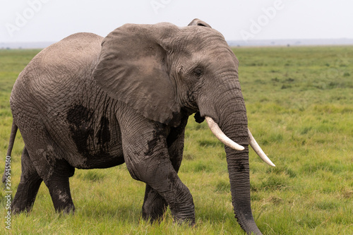 Elephants Kenya