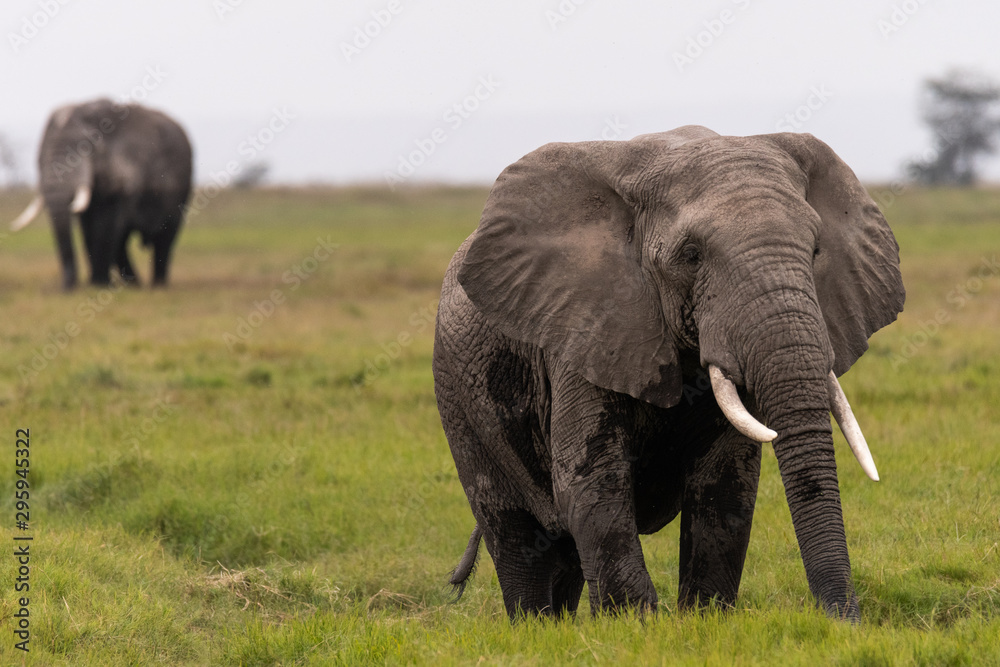 Obraz premium Elephants Kenya