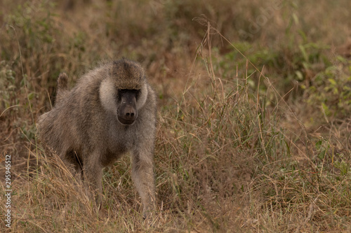 Monkey walking