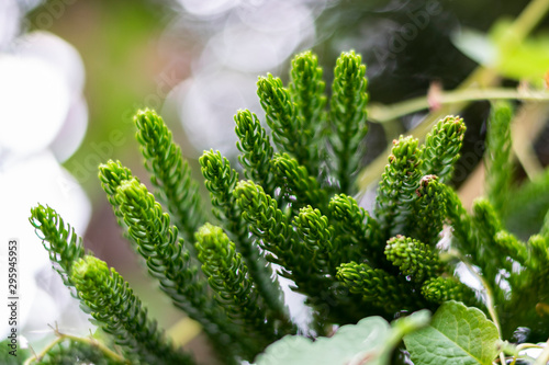 Young twigs of thuja closeup; young twigs of evergreen; beautiful green screensaver on your desktop