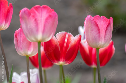 Fresh flowering tulips in springtime garden, beautiful early tulipa gesneriana flowers in bloom, various colors, flowers bunch photo