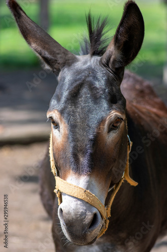 Funny donkey animal serious portrait, one farm animal in daylight sunlight © Iva