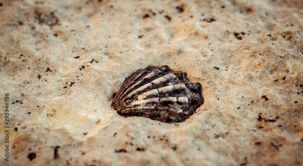 a shell fossil embedded in the stone