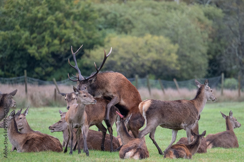 Group of red deer  including male with antlers and female hinds  photographed in autumn rain in countryside near Burley  New Forest  Hampshire UK.