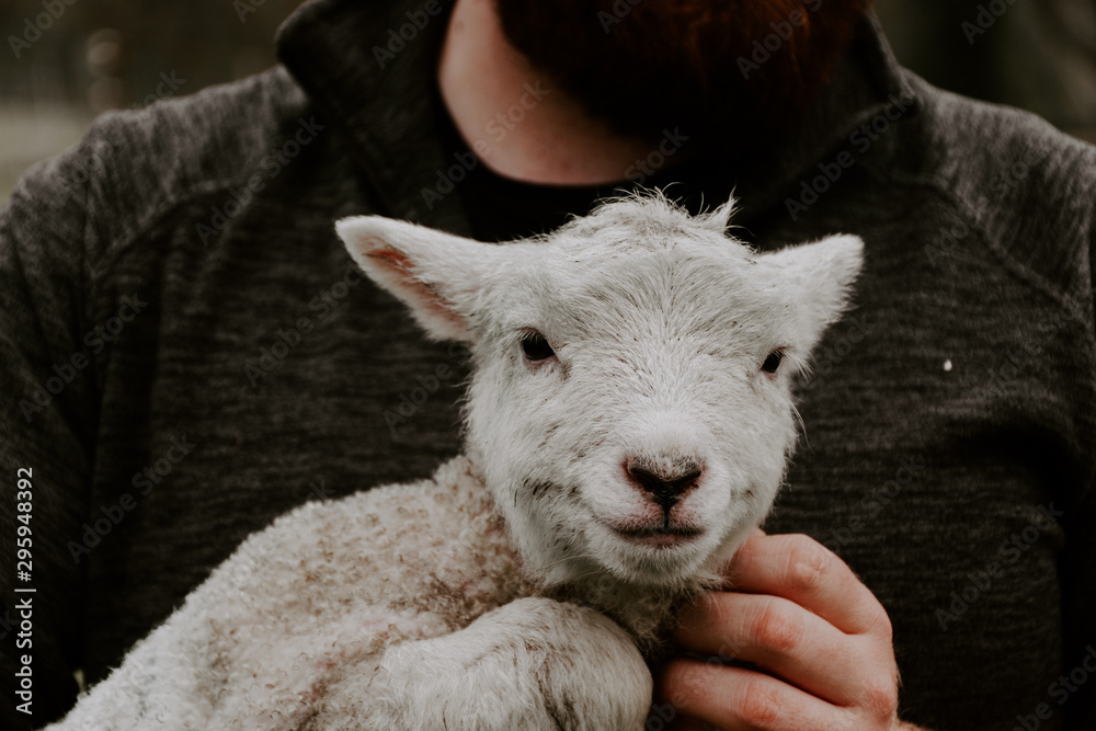 Happy Lamb in Arms of Farmer