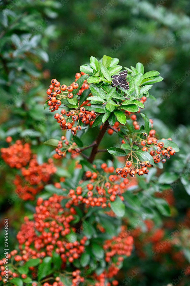 Araschnia levana - butterfly reticulated on green leaves of a bush with orange fruits. Araschnia levana - butterfly reticulated on green leaves of a bush with orange fruits.