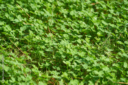 Green plant and beautiful leaves