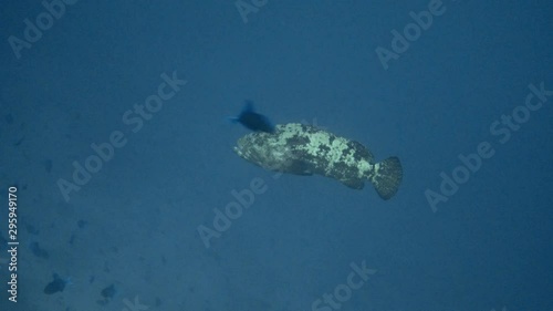 Brown-marbled grouper (Epinephelus fuscoguttatus) swimming in deep blue sea photo