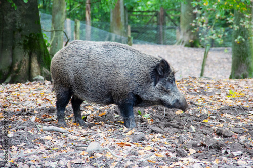 von der Seite gesehendes ausgewachsenes Wildschwein, Sus scrofa