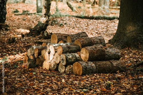 Logs in some Woods