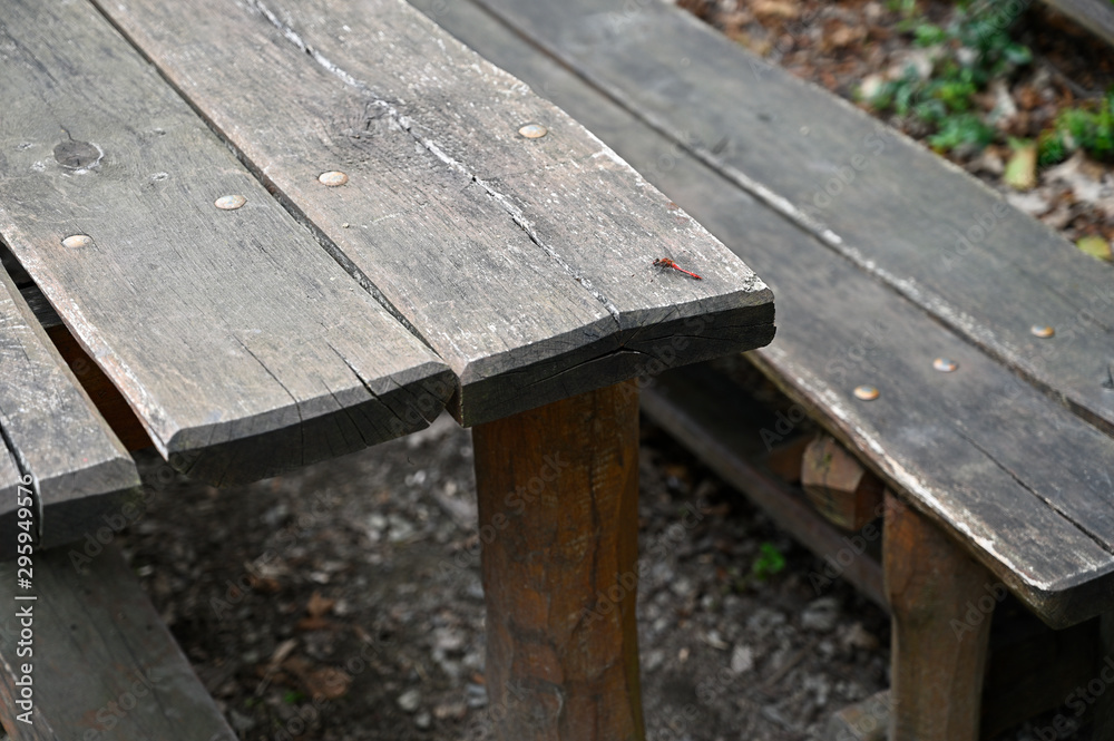 Fototapeta premium Big red dragonfly sitting on the table.