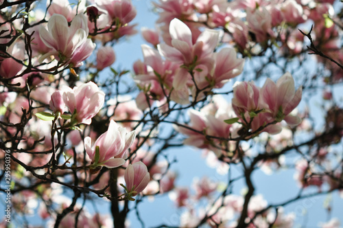 flowers in spring © medwedja