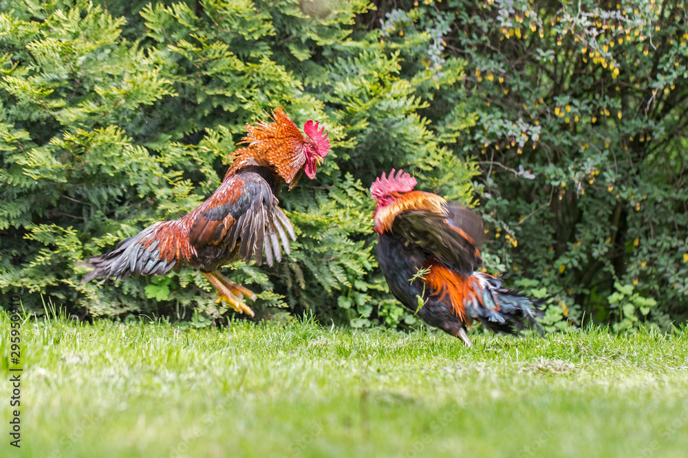 Φωτογραφία Two red cocks fighting on a green grass