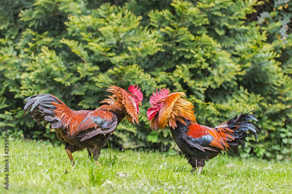Foto Two red cocks fighting on a green grass