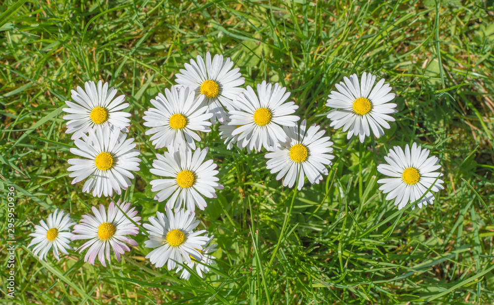 Fototapeta premium Daisies in the grass