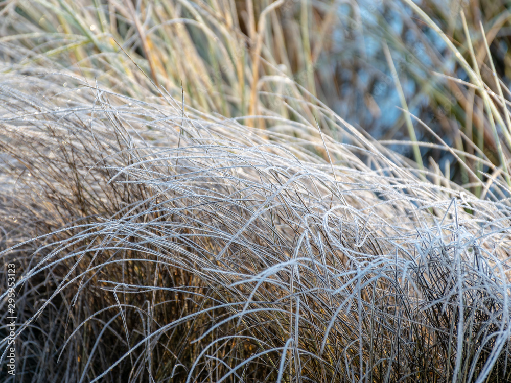 frosted plants in close-up, blurred sunrise background frosted plants in close-up, blurred sunrise background