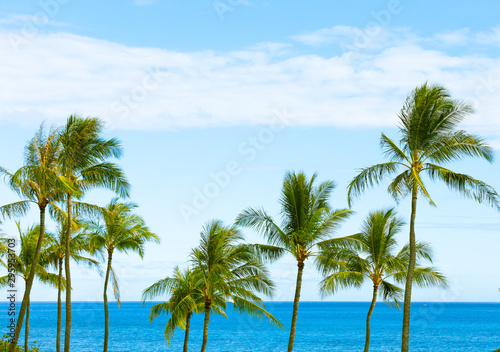 Palm trees and blue sky and ocean background 