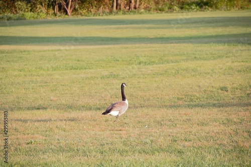 Goose on the run