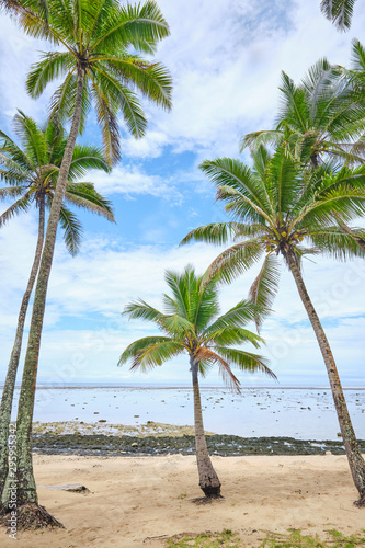 Palm trees with blue sky during on the Coral Coast  Fiji