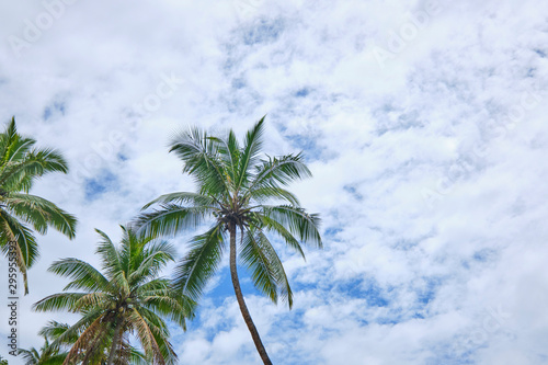 Palm trees with blue sky during on the Coral Coast, Fiji