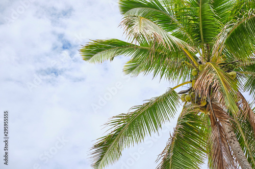 Palm trees with blue sky during on the Coral Coast  Fiji