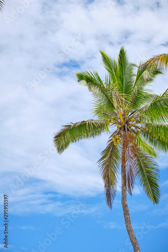 Palm trees with blue sky during on the Coral Coast  Fiji