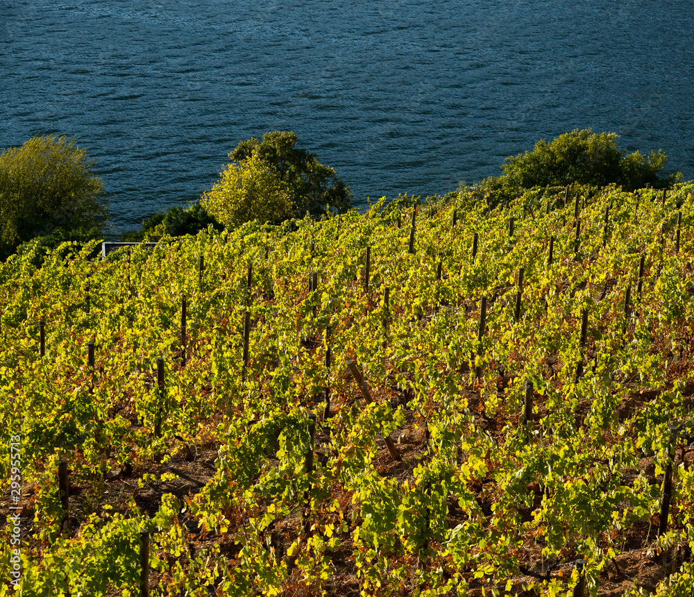 Vineyards during harvest season and Douro river, Douro region