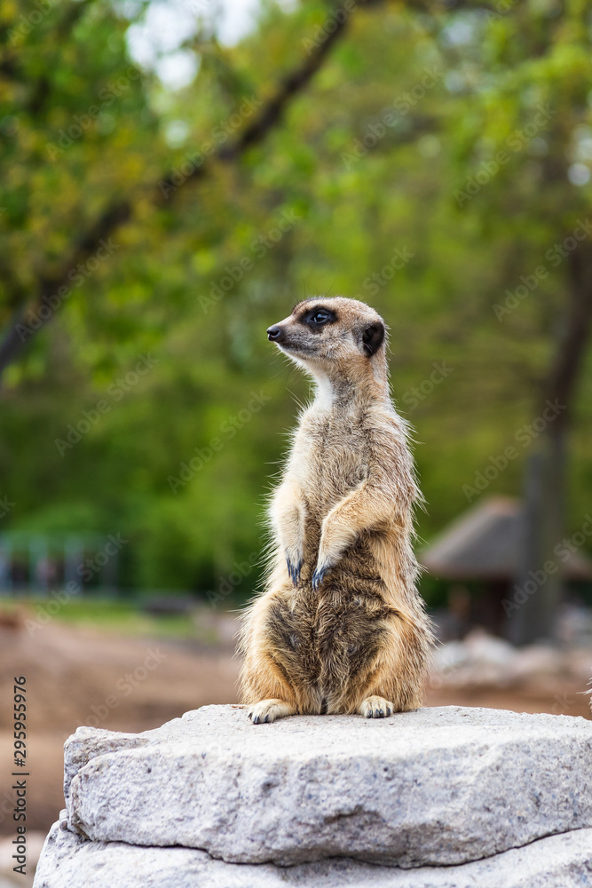 Fototapeta premium Cute meerkat is looking around