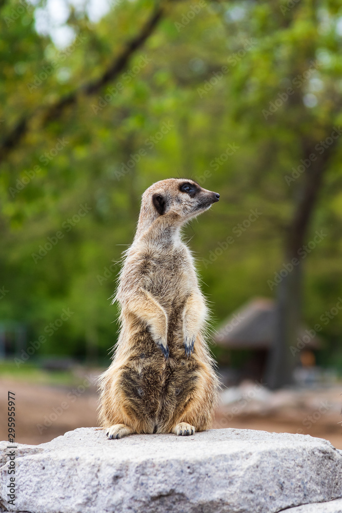 Cute meerkat is looking around Cute meerkat is looking around