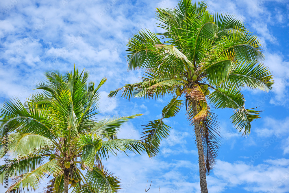 Palm trees with blue sky during on the Coral Coast, Fiji