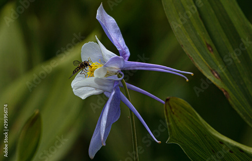 Bee Seeking Nectar in Purple Columbine Wildflower at Yankee Boy Basin, Mount Sneffels Wilderness, Ouray, Colorado photo