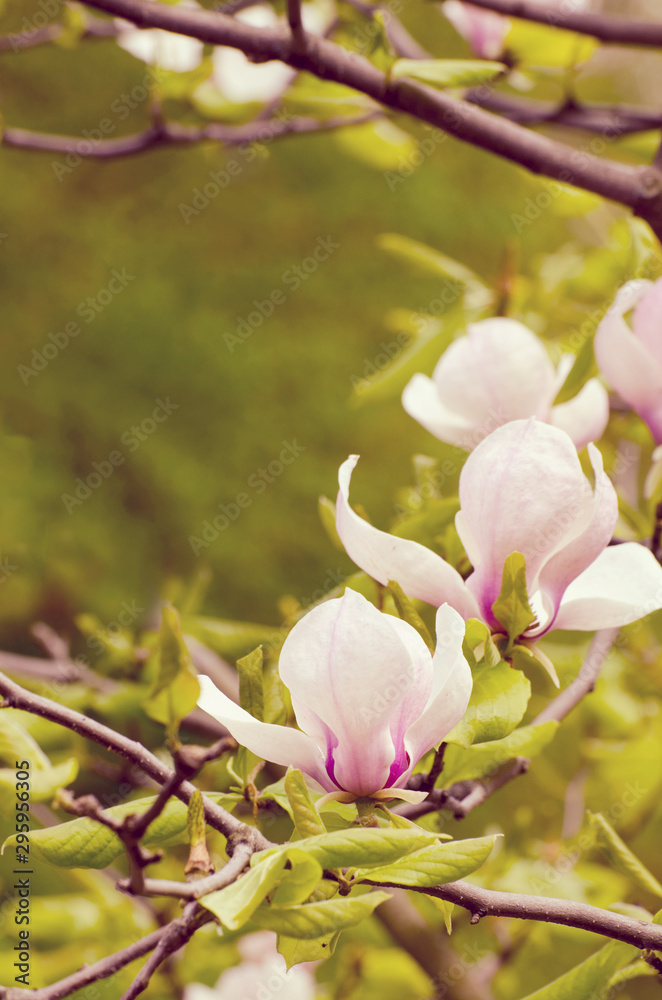 Beautiful magnolia tree blossoms in springtime. Bright magnolia flower against blue sky. Romantic floral backdrop