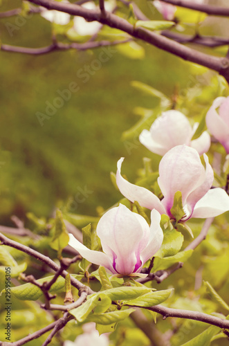 Beautiful magnolia tree blossoms in springtime. Bright magnolia flower against blue sky. Romantic floral backdrop