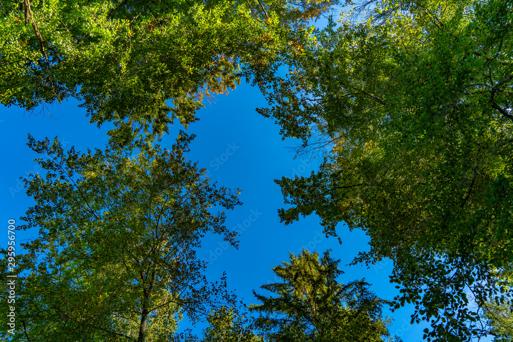 Herbstliche Baumwipfel vor blauem Himmel Herbstliche Baumwipfel vor blauem Himmel