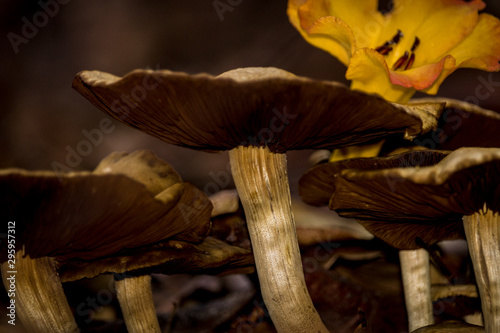 Mushrooms of Queensland