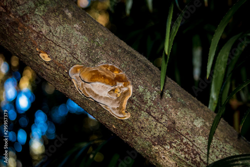Mushrooms of Queensland