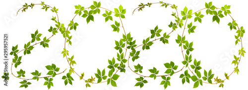 next new year - shape of digits "2020" of twig wild grape with green leaves on a white background