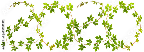 next new year - shape of digits "2020" of twig wild grape with green leaves o...