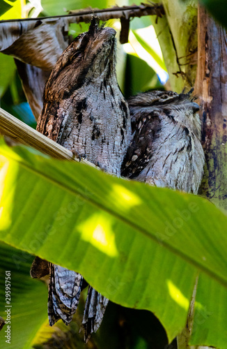 Nocturnal birds in Banana-tree