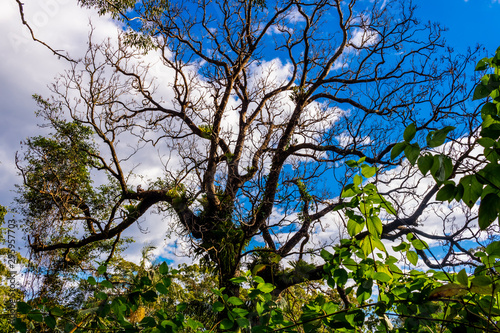 Big Tree Subtropical Queens...