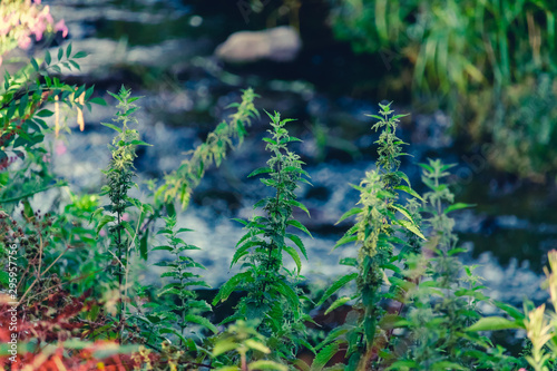 Nettle near small river