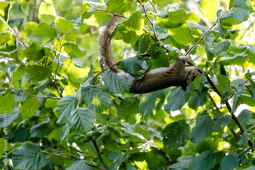 Squirrel Squirrel