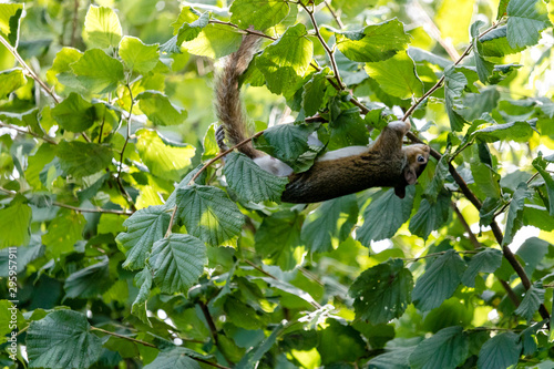 Squirrel