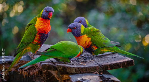 lorikeet