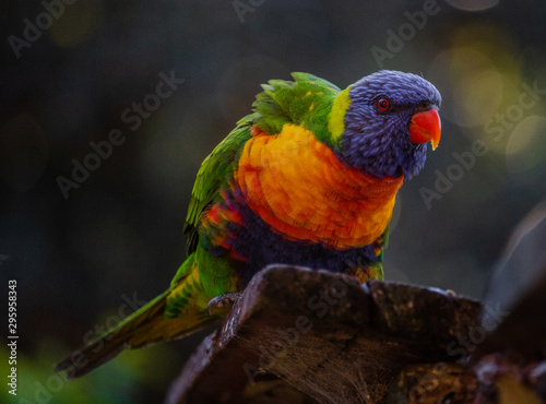 lorikeet